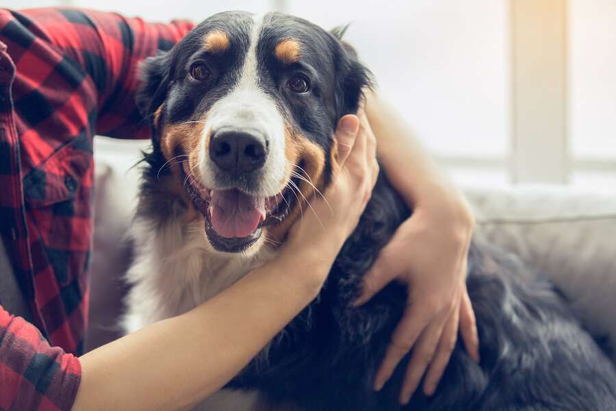 Pet Sitting